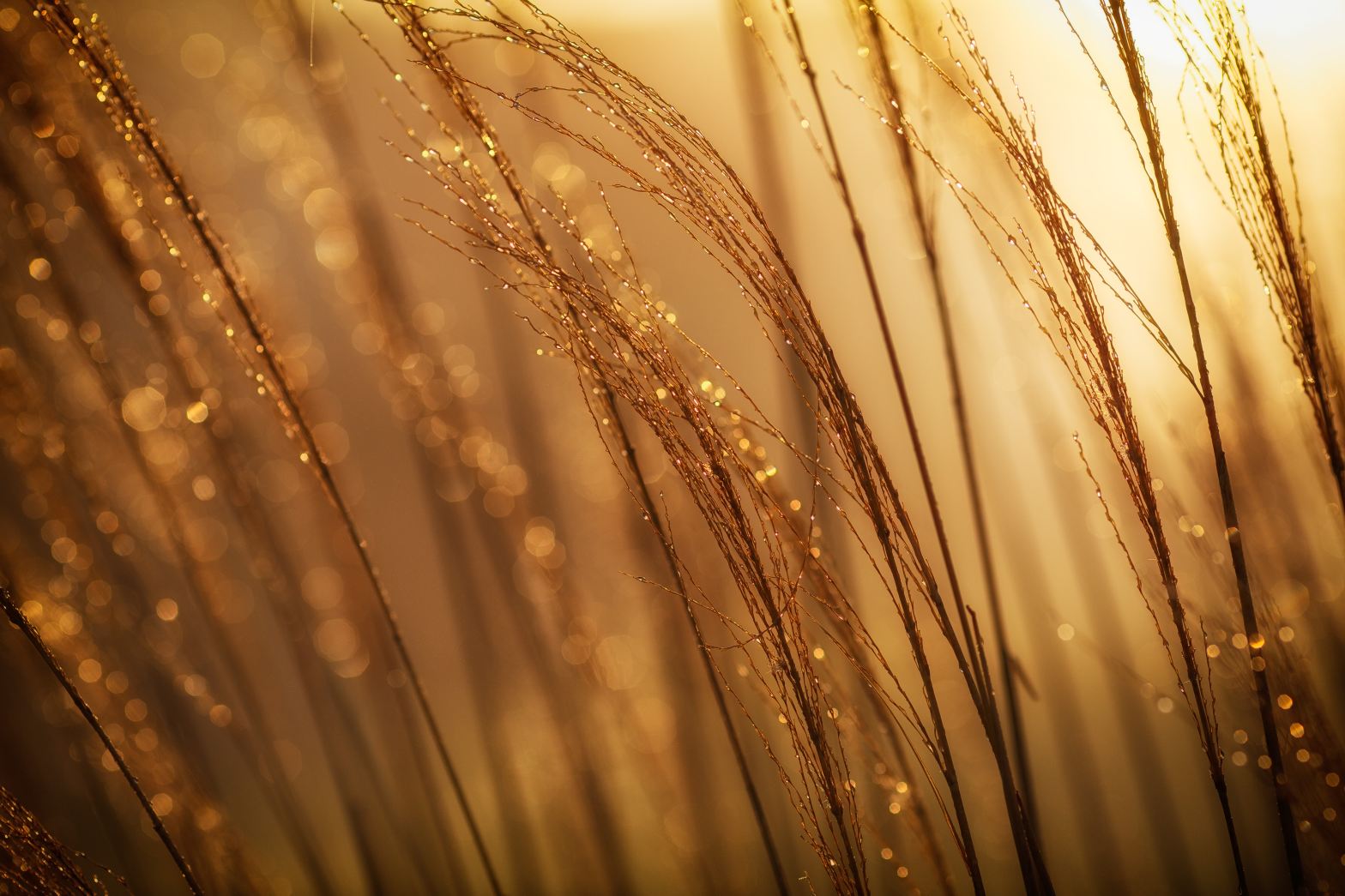 Photo of grown wheat in the field during golden hour.
