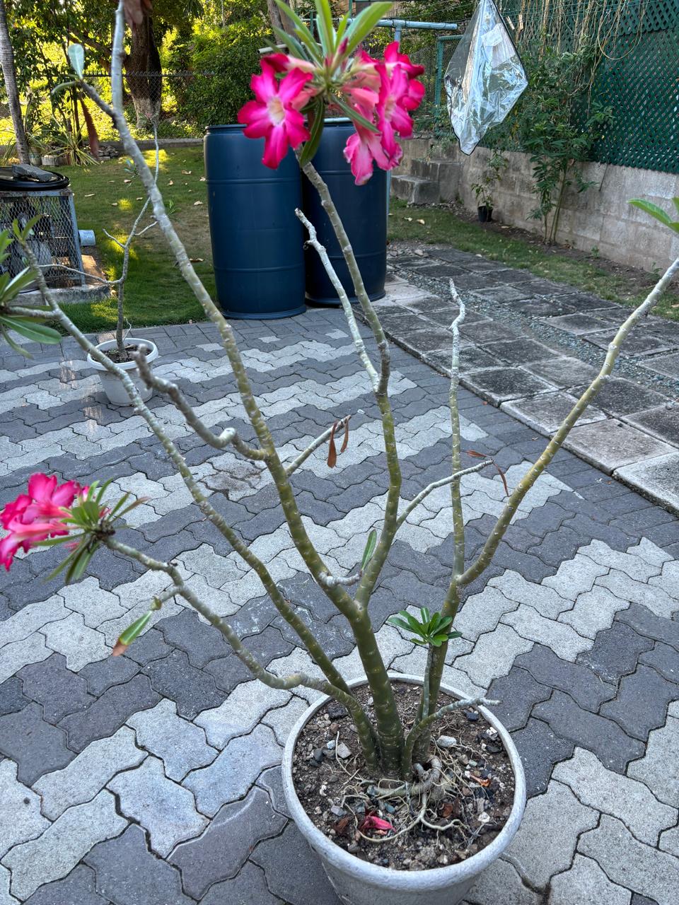 Desert Rose and&nbsp;Preparedness