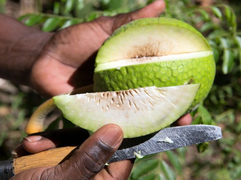Breadfruit and hope after the&nbsp;storm