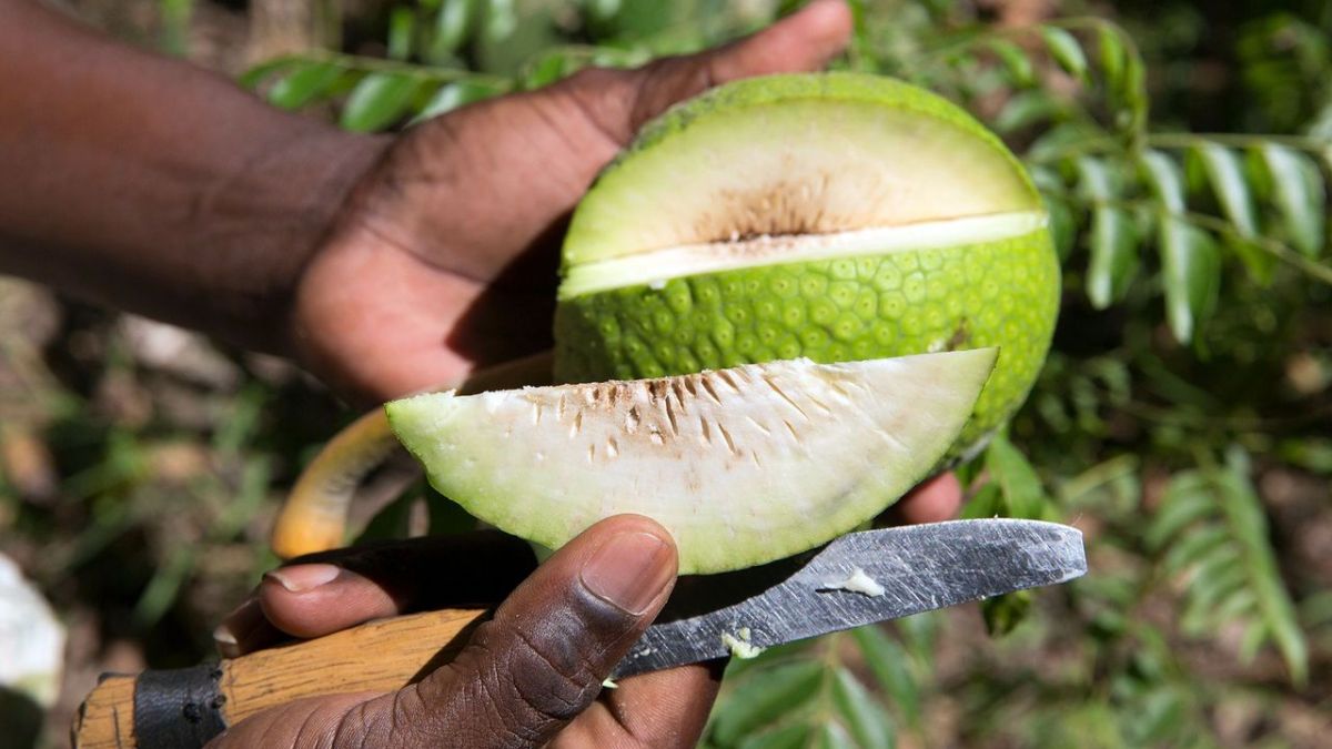 Breadfruit and hope after the&nbsp;storm