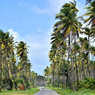 Family of Coconut&nbsp;Trees