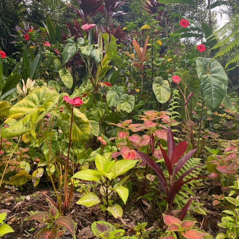 Part Two: Returning to the&nbsp;Garden